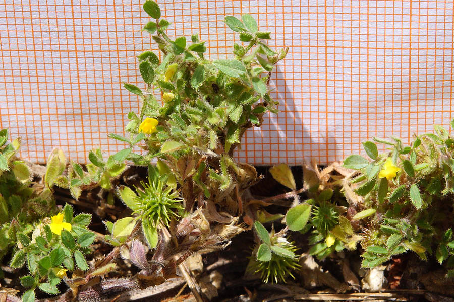 Medicago minima / Erba medica minima